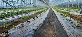 최영희님의 토마토 · 생장기 농작업 작성글 사진