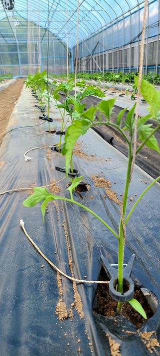 최영희님의 토마토 · 생장기 농작업 작성글 사진