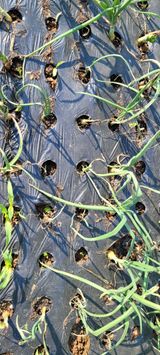 팜모닝 양파·병해충상담 게시글 이미지