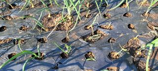 김민환님의 양파 · 병해충상담 작성글 사진