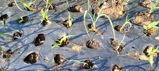 김민환님의 양파 · 병해충상담 작성글 사진