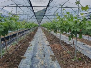 백년농원님의 포도 · 병해충상담 작성글 사진