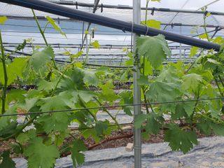 백년농원님의 포도 · 병해충상담 작성글 사진