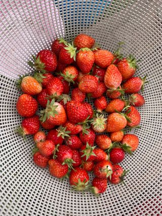 도곡님의 자유주제 · 자유게시판 작성글 사진