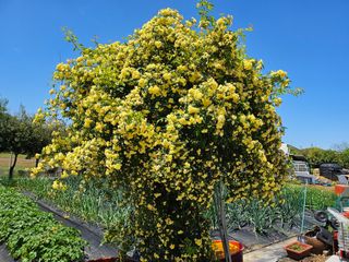 이수현님의 5월 내 작물 자랑하기 · 참여글 작성글 사진