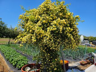이수현님의 5월 내 작물 자랑하기 · 참여글 작성글 사진