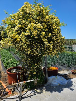 이수현님의 5월 내 작물 자랑하기 · 참여글 작성글 사진