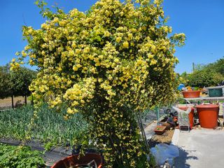 이수현님의 5월 내 작물 자랑하기 · 참여글 작성글 사진