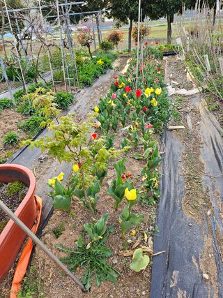 이수현님의 5월 내 작물 자랑하기 · 참여글 작성글 사진