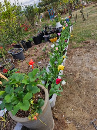 이수현님의 5월 내 작물 자랑하기 · 참여글 작성글 사진