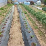 팜모닝 고추·영농일지 게시글 이미지