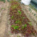 팜모닝 상추·영농일지 게시글 이미지