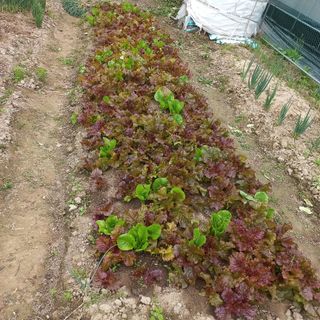 이승욱님의 상추 · 영농일지 작성글 사진