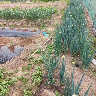 이승욱님의 상추 · 영농일지 작성글 사진