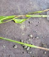 팜모닝 고추·병해충상담 게시글 이미지