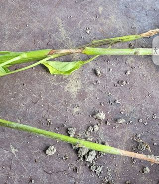 송명자님의 고추 · 병해충상담 작성글 사진