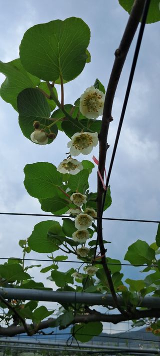 강춘원님의 기타작물 · 자유게시판 작성글 사진