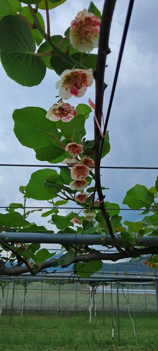 강춘원님의 기타작물 · 자유게시판 작성글 사진