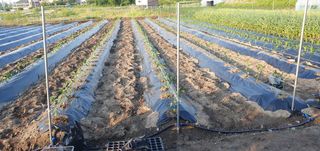 최고봉님최진홍님의 고추 · 파종•정식 작성글 사진