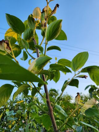 콩19211님의 감 · 병해충상담 작성글 사진