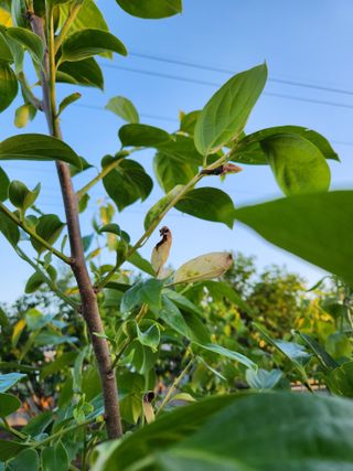 콩19211님의 감 · 병해충상담 작성글 사진