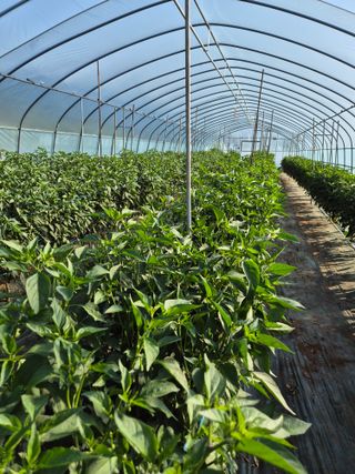 김혜순님의 5월 내 작물 자랑하기 · 참여글 작성글 사진