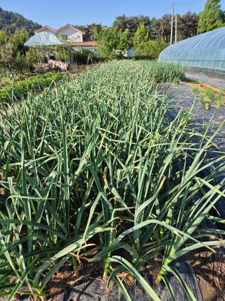 김혜순님의 5월 내 작물 자랑하기 · 참여글 작성글 사진