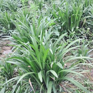 이은화님의 5월 내 작물 자랑하기 · 참여글 작성글 사진