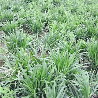 이은화님의 5월 내 작물 자랑하기 · 참여글 작성글 사진