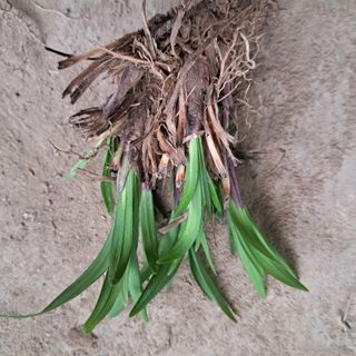 이은화님의 5월 내 작물 자랑하기 · 참여글 작성글 사진