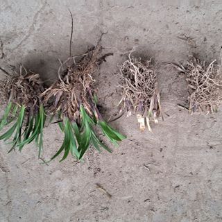 이은화님의 5월 내 작물 자랑하기 · 참여글 작성글 사진