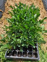 팜모닝 기타작물·영농일지 게시글 이미지