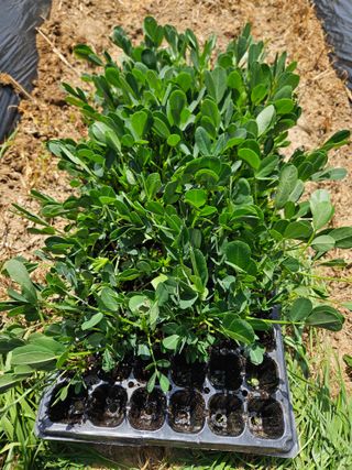 예담농원(민경진)님의 기타작물 · 영농일지 작성글 사진