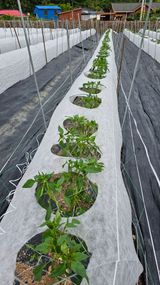 팜모닝 5월 내 작물 자랑하기·참여글 게시글 이미지