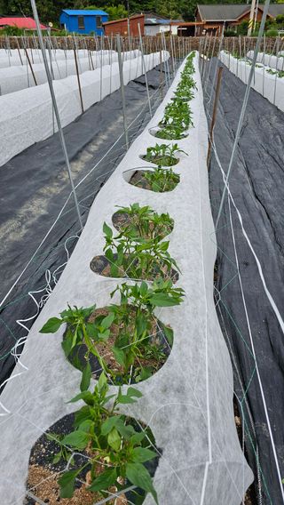 정권채님의 5월 내 작물 자랑하기 · 참여글 작성글 사진