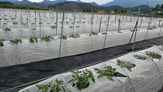 정권채님의 5월 내 작물 자랑하기 · 참여글 작성글 사진