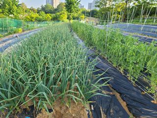 무사인님의 5월 내 작물 자랑하기 · 참여글 작성글 사진