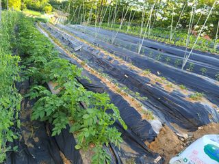 무사인님의 5월 내 작물 자랑하기 · 참여글 작성글 사진