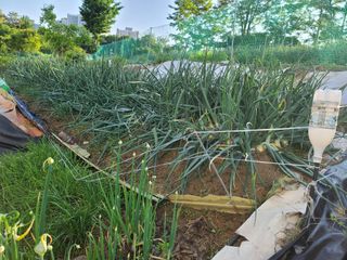 무사인님의 5월 내 작물 자랑하기 · 참여글 작성글 사진