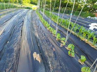 무사인님의 5월 내 작물 자랑하기 · 참여글 작성글 사진