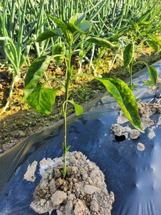 만두모친님의 고추 · 병해충상담 작성글 사진