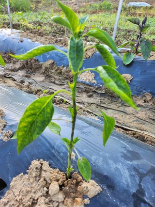 만두모친님의 고추 · 병해충상담 작성글 사진