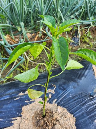 만두모친님의 고추 · 병해충상담 작성글 사진