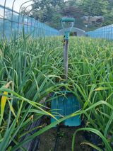 팜모닝 5월 내 작물 자랑하기·참여글 게시글 이미지