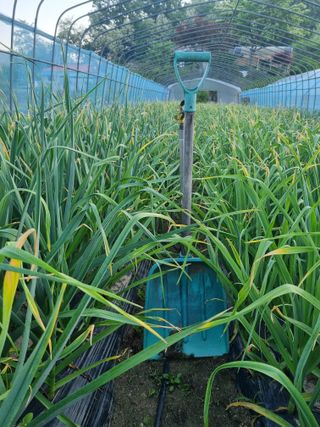 박덕환님의 5월 내 작물 자랑하기 · 참여글 작성글 사진