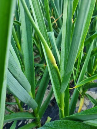 박덕환님의 5월 내 작물 자랑하기 · 참여글 작성글 사진