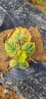 팜모닝 오이·병해충상담 게시글 이미지