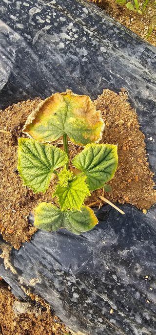 윤창기님의 오이 · 병해충상담 작성글 사진