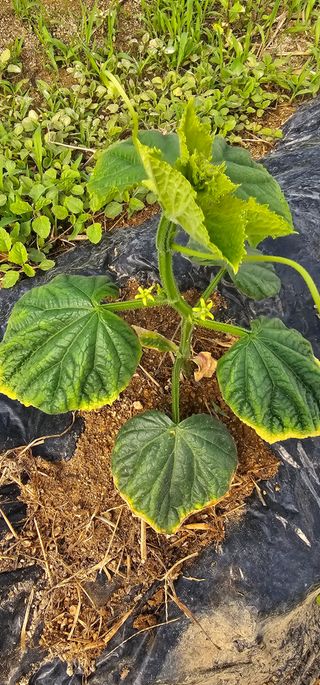 윤창기님의 오이 · 병해충상담 작성글 사진