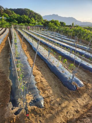 장재갑님의 마늘 · 영농일지 작성글 사진